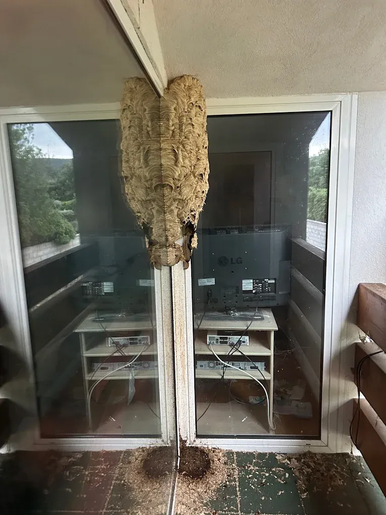 Retrait d'un nid de frelons de 60cm sur un balcon à Nice