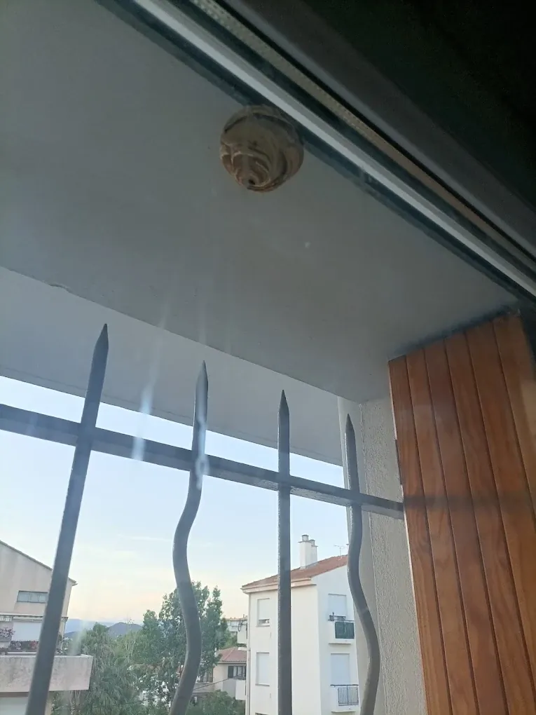 Destruction d'un nid de guêpes au plafond d'un balcon